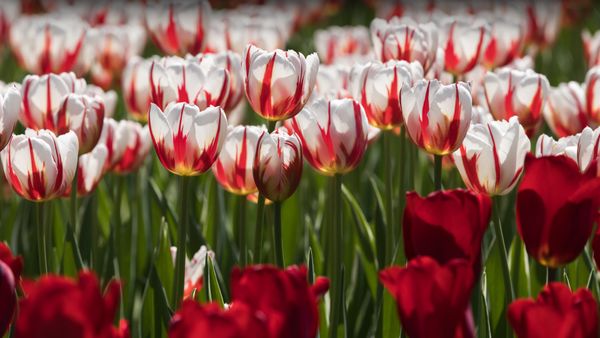 Tulip festival Ottawa Canada