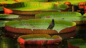Common myna bird on lily pad in Port Louis, Mauritius (© Getty Images)(Bing New Zealand)