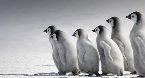 EmperorPenguin