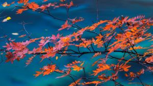 九寨沟国家公园内的枫树 (© Cornelia Doerr/Getty Images)(Bing China)