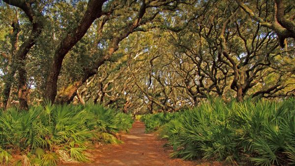 Cumberland Island National Seashore, Georgia, USA