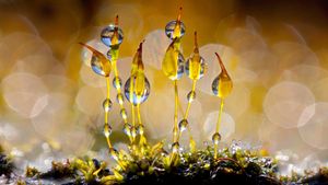 Musgo de tornillo de pared reluciente con gotas de agua, Países Bajos (© Arjan Troost/Minden Pictures)(Bing España)