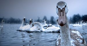 Swans on the Serpentine, Hyde Park, London, England -- Domingo Leiva/Getty Images &copy; (Bing United Kingdom)