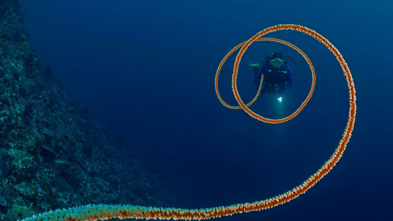Spiral whip coral off the coast of Indonesia