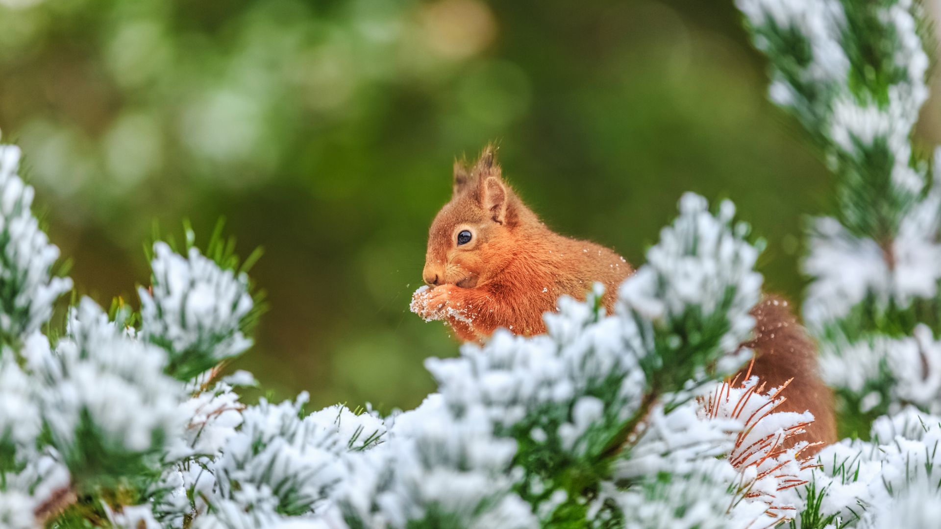 Scoiattolo rosso nel Northumberland, Inghilterra