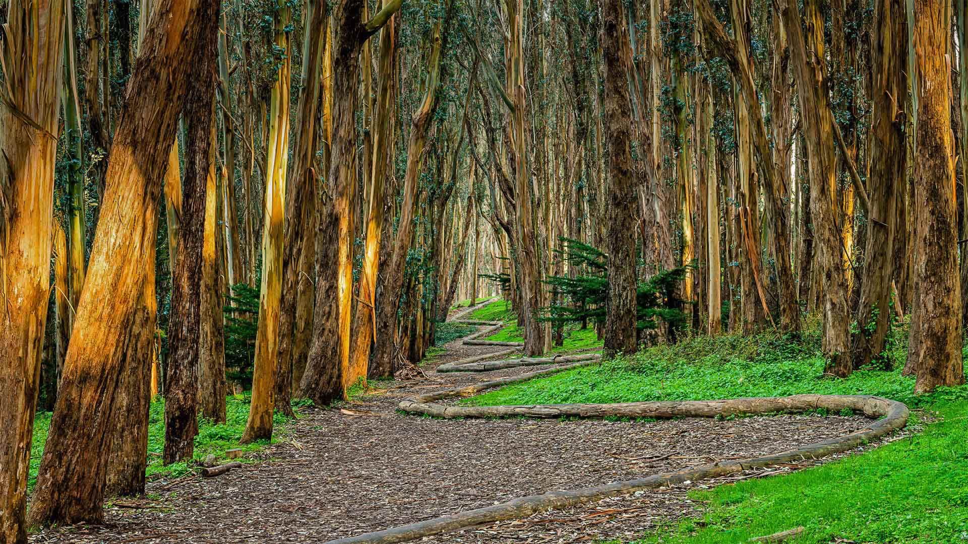 Andy Goldsworthy\'s \'Wood Line\' installation along Lovers\' Lane in the Presidio of San Francisco, California