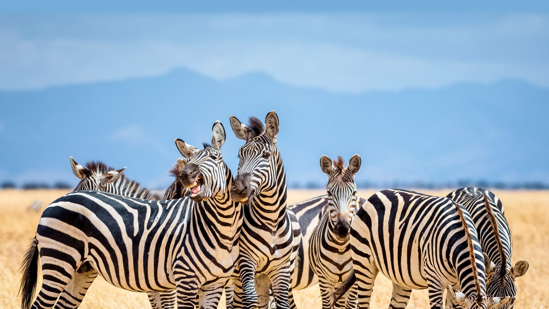 Zebre nel Parco Nazionale Tarangire, Tanzania
