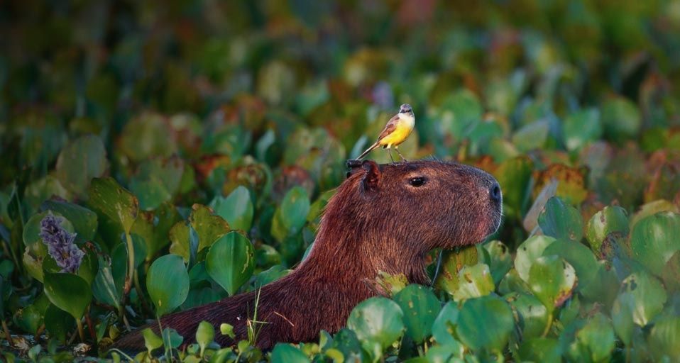 Bird perched atop a wading Capybara in Pantanal Matogrossense National Park, Brazil