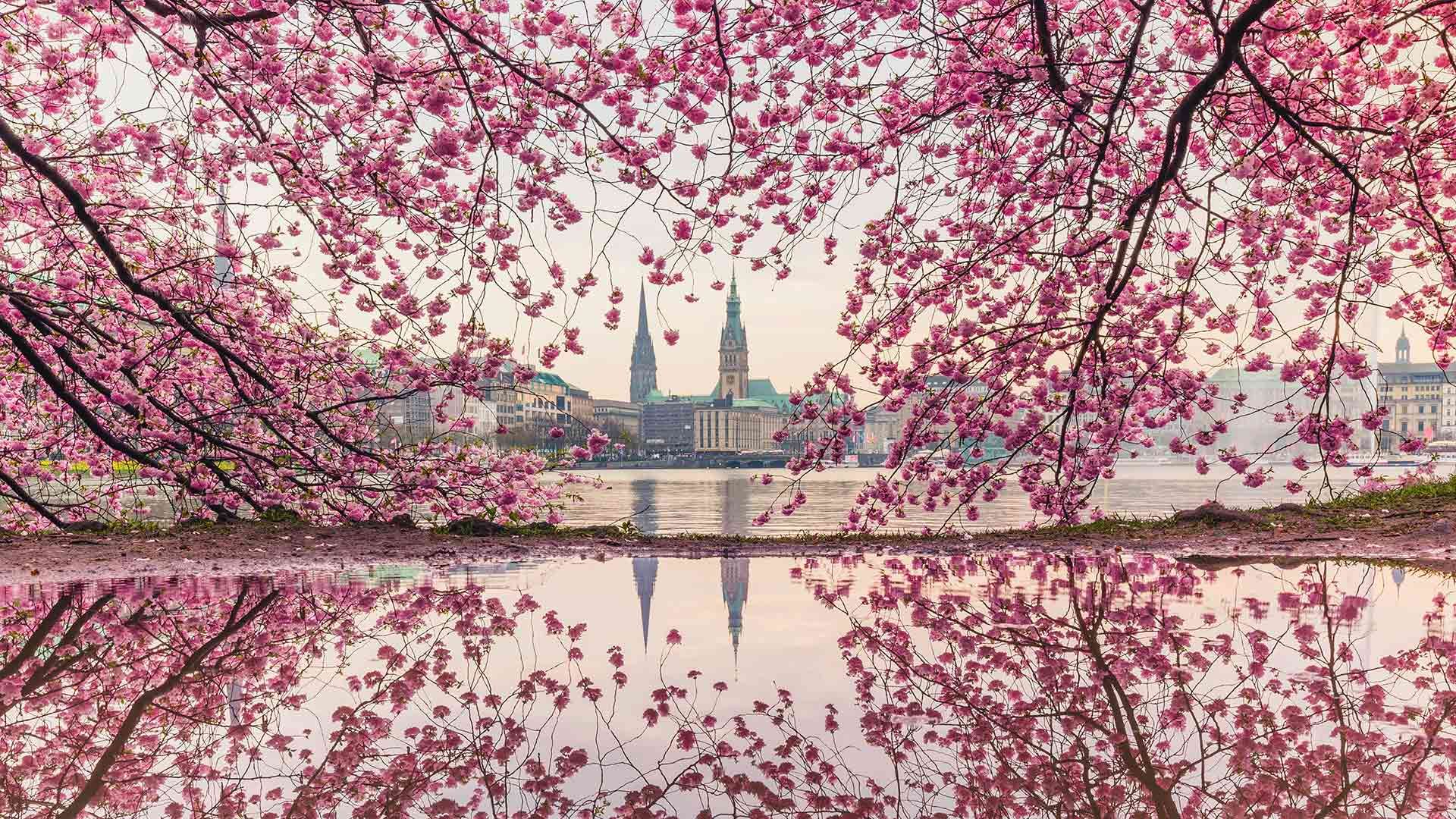 Blühende Kirschbäume an der Binnenalster, Hamburg