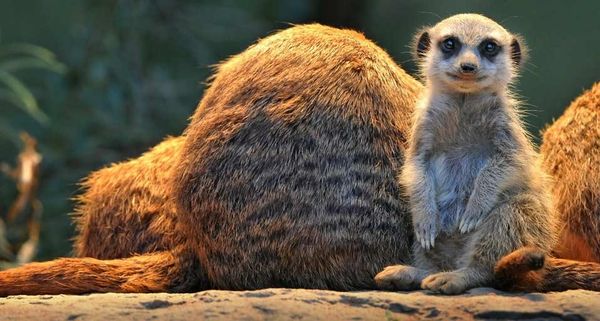 BabyMeerkat