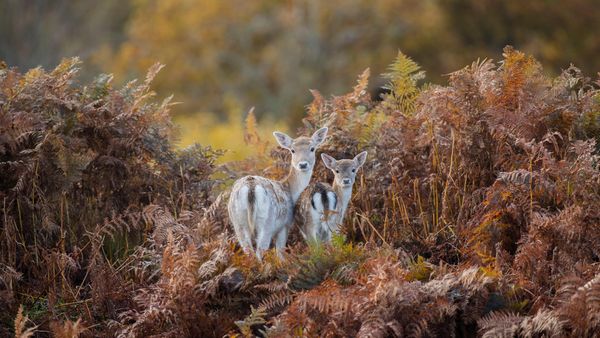 Daini nel Parco di Bradgate, Leicestershire, Inghilterra