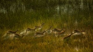 红驴羚群穿越奥卡万戈三角洲的沼泽平原，博茨瓦纳 (© Ibrahim Suha Derbent/Getty Images)(Bing China)