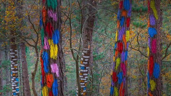 The ‘Living Forest’ in the Oma Valley of Biscay, Spain