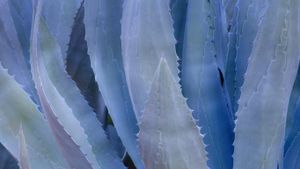 Gros plan d’un agave bleu (Agave Tequilana) (© Don Paulson Photography/Superstock)(Bing France)