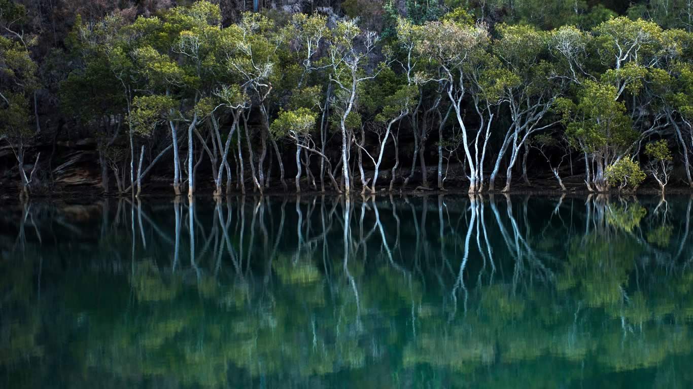 Mangroves in Garigal National Park, Sydney, New South Wales