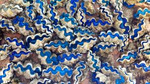 Saltwater clams in Cocos (Keeling) Islands, Australia, Indian Ocean (© Lynn Gail/Robert Harding/Aurora Photos)(Bing Australia)