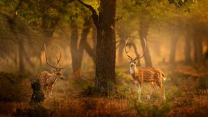 斑鹿，滕波尔国家公园，印度 (© Ondrej Prosicky/Shutterstock)(Bing China)