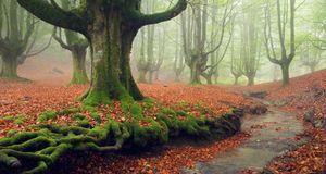 Moss-covered tree roots in Gorbea Natural Park, Basque Country, Spain (© Rosa Isabel Vazquez/plainpicture) &copy; (Bing New Zealand)