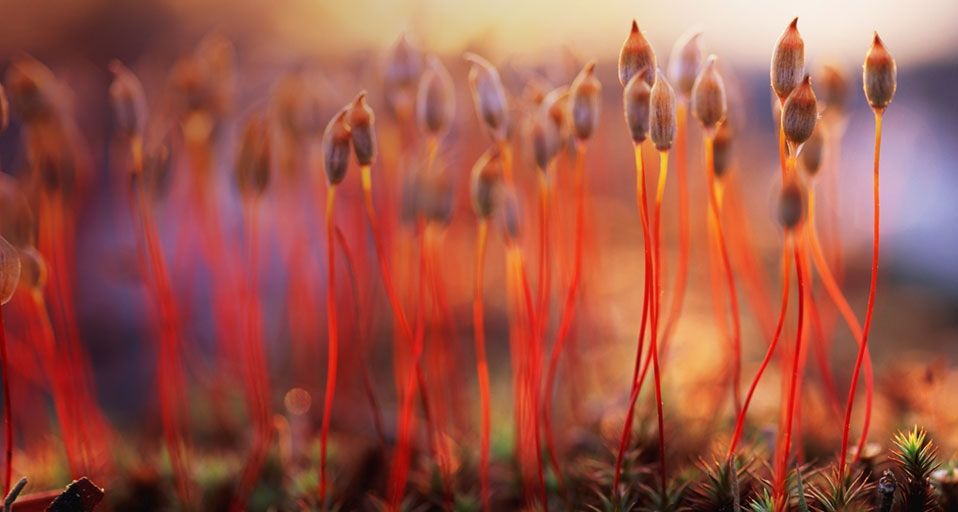 Haircap moss spores