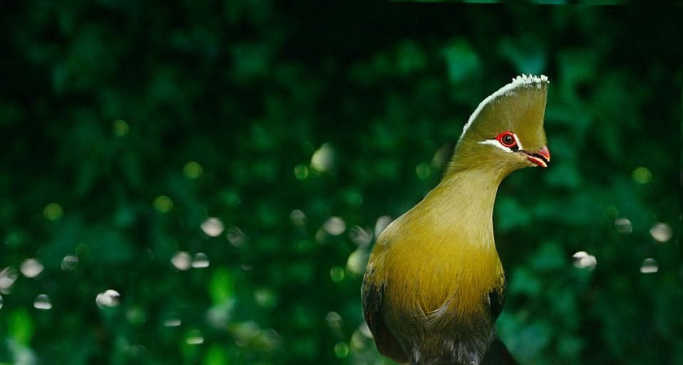 KnysnaLoerie