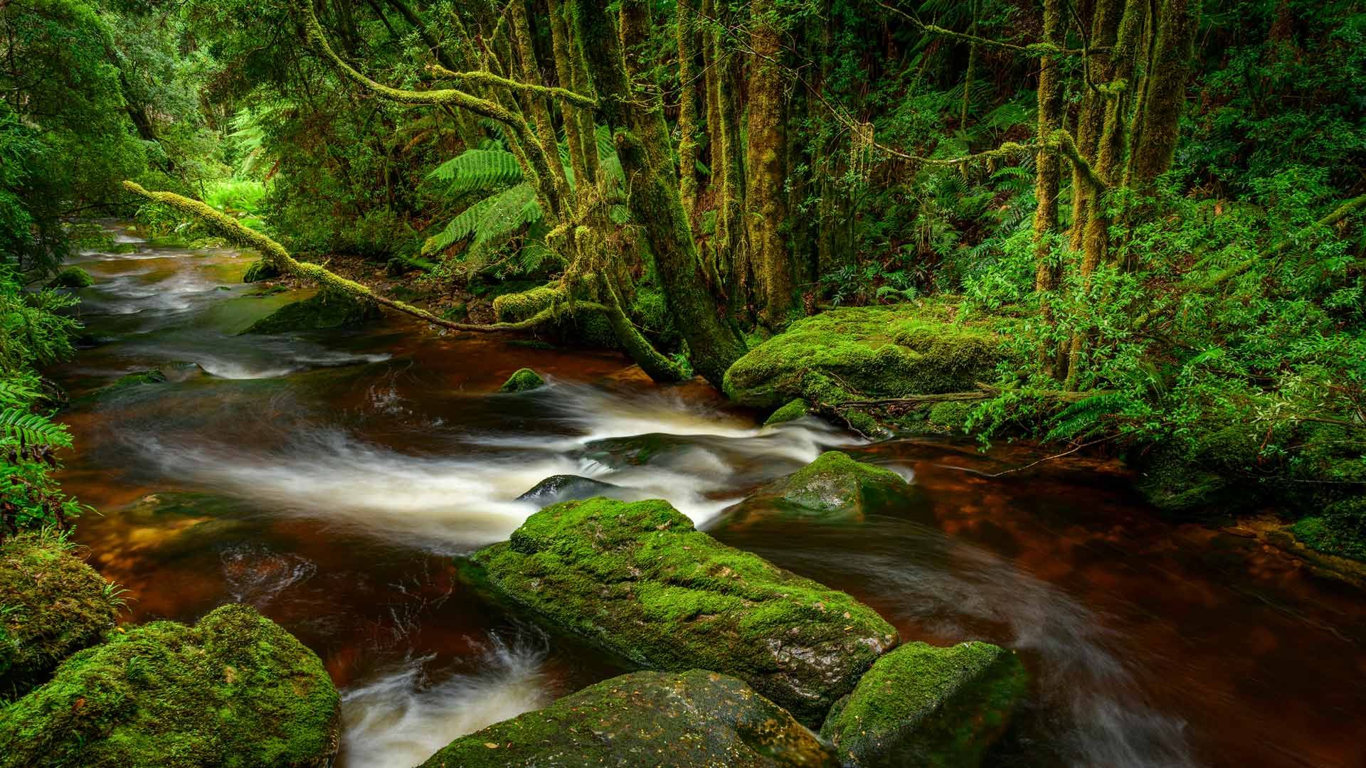 Franklin-Gordon Wild Rivers National Park, Tasmania