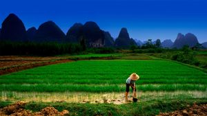 桂林阳朔在稻田里照料水稻的农夫 (© Bill Bachmann/Alamy)(Bing China)