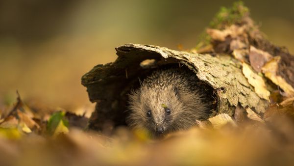 Riccio europeo che si ripara nella corteccia degli alberi, Sussex