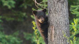 A black bear cub in a tree (© Richard Wright/DanitaDelimont.com)(Bing Canada)