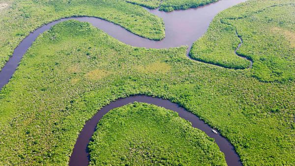 Aerial view of Daintree River and rainforest, Australia