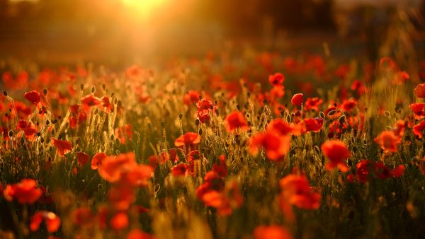 A field bursting with red poppies, Trowbridge, Wiltshire