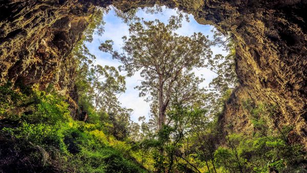 Giant karri tree at the entrance to a cave in Margaret River area, Western Australia