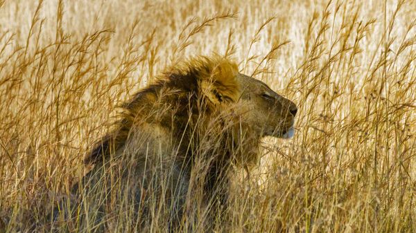 A lion in Hwange National Park, Zimbabwe