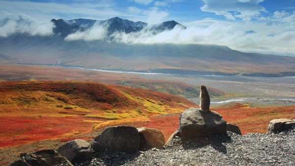 Arctic ground squirrel, Denali National Park and Preserve, Alaska, USA