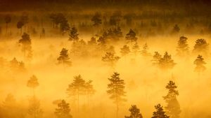 【今日雨水】特隆索国家公园，芬兰 (© Teemu Tretjakov/500px)(Bing China)