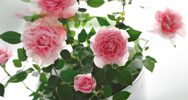 三月八日国际劳动妇女节：祝天下女人节日快乐