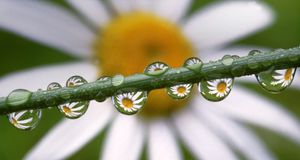 Daisies reflected in dewdrops -- Craig Tuttle/Corbis &copy; (Bing Australia)