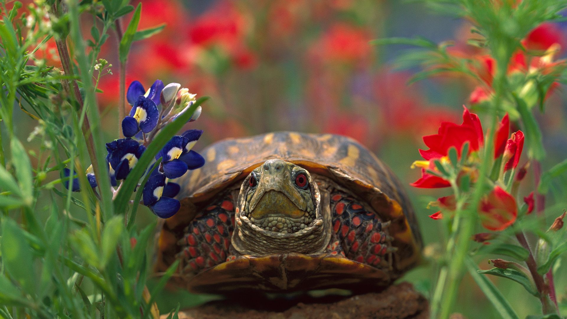 Western box turtle