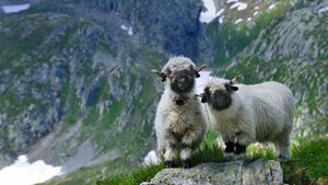 ｢ヴァレー・ブラックノーズ｣スイス, ヴァレー州 (© NaturePL/SuperStock)(Bing Japan)
