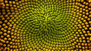 Detail of the inside of a sunflower (© Peter Dennen/Aurora Photos)(Bing United States)