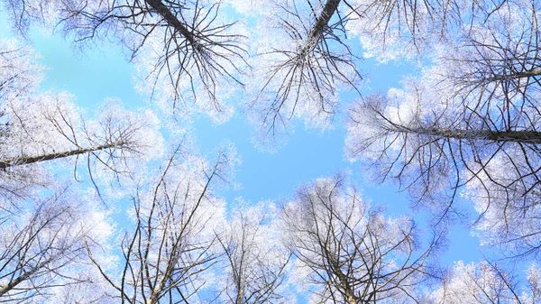 Rimed larch forest and sky, Nagano Prefecture, Japan