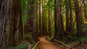 穆尔森林国家纪念碑，加利福尼亚州旧金山 (© Mia2you/Shutterstock)(Bing China)