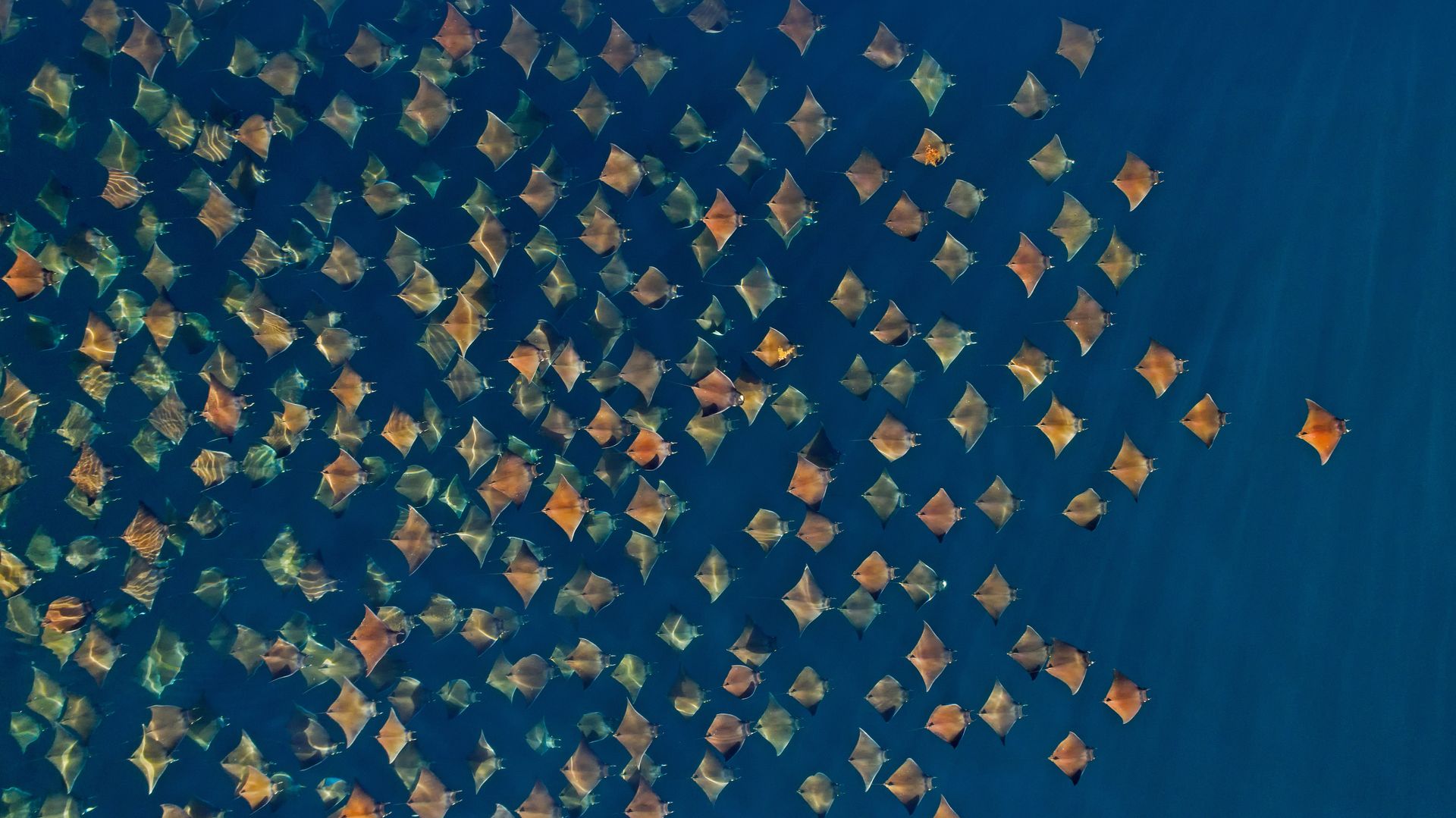 Munk\'s pygmy devil rays, Gulf of California, Mexico