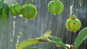 Japanese tree frogs (© Shinji Kusano/Minden Pictures)(Bing United States)