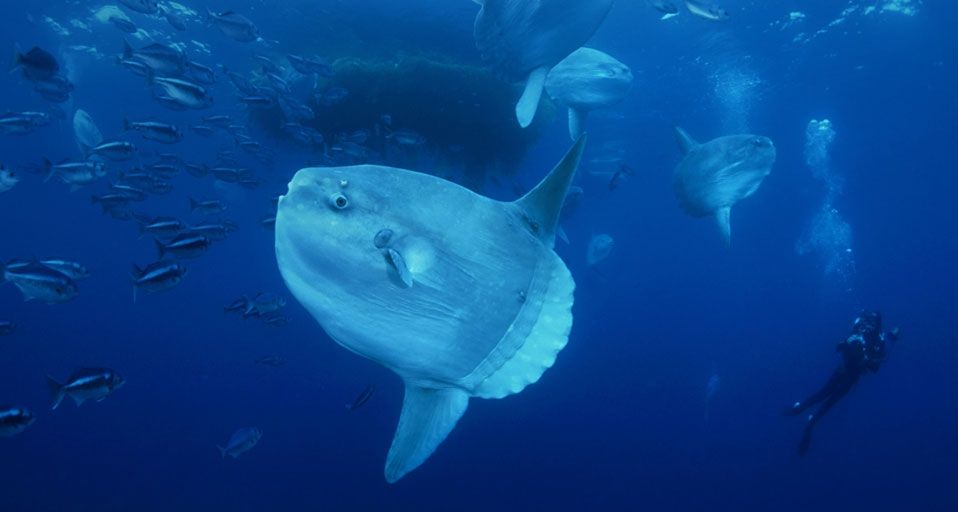 Ocean Sunfish gather at a ocean cleaning station
