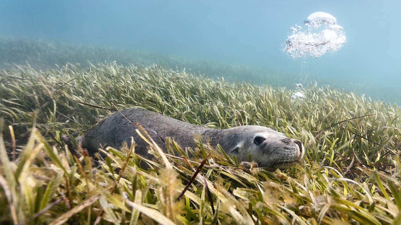 Australian sea lion lying on bed of sea grass, Carnac Island, Western Australia
