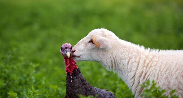 LambTurkeyKiss