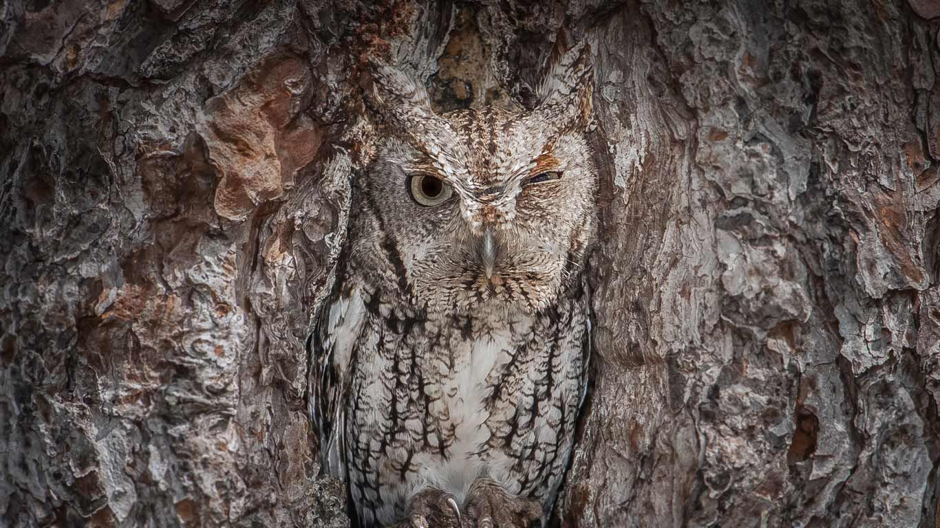 An eastern screech owl in the Okefenokee National Wildlife Refuge, Georgia, USA