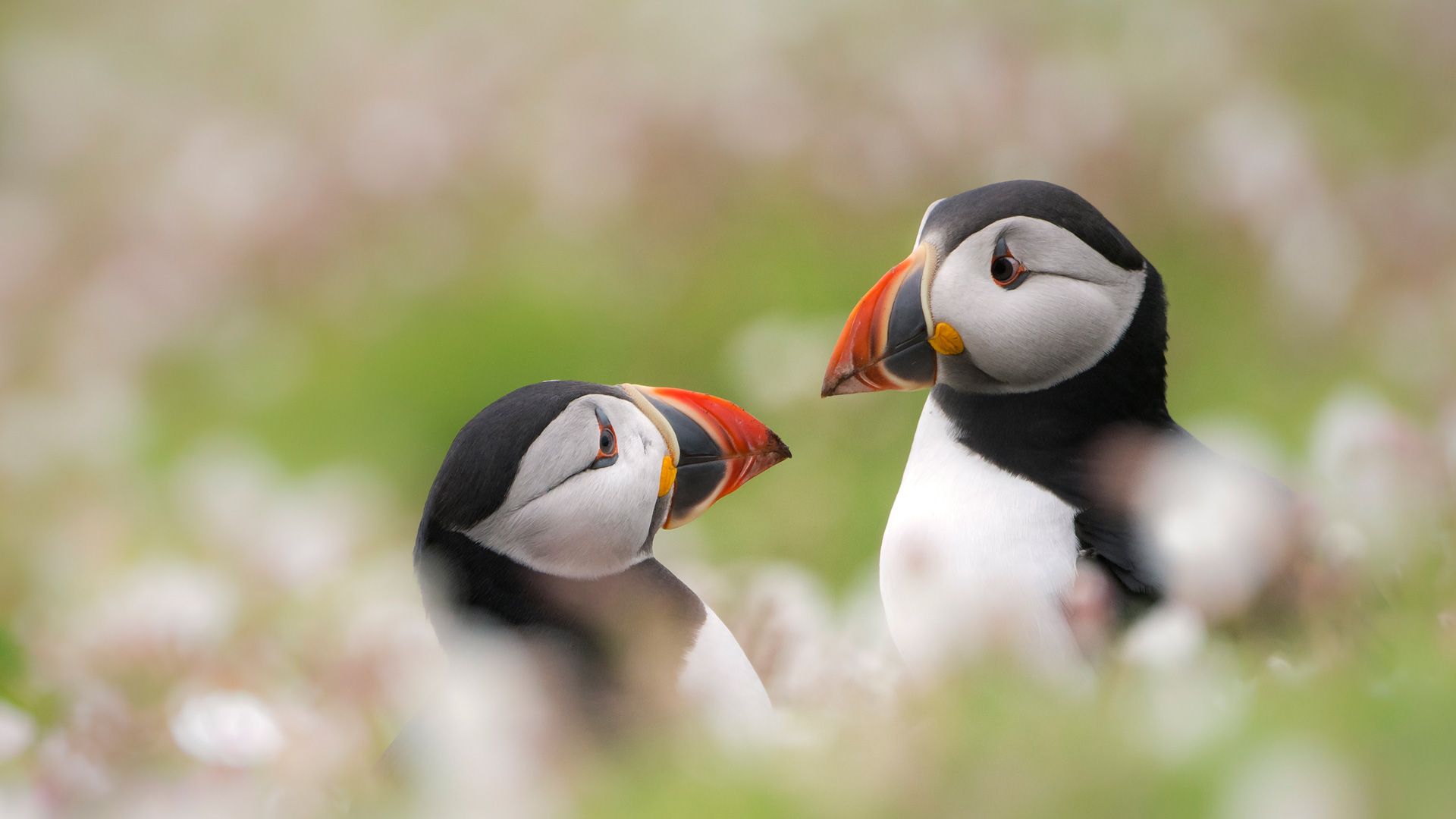 Puffins among sea campion on Skomer Island, Pembrokeshire, Wales