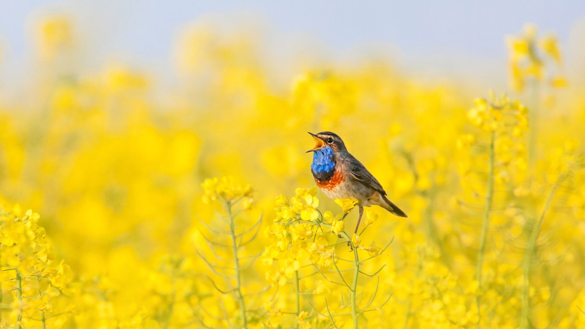 A bluethroat singing in a field