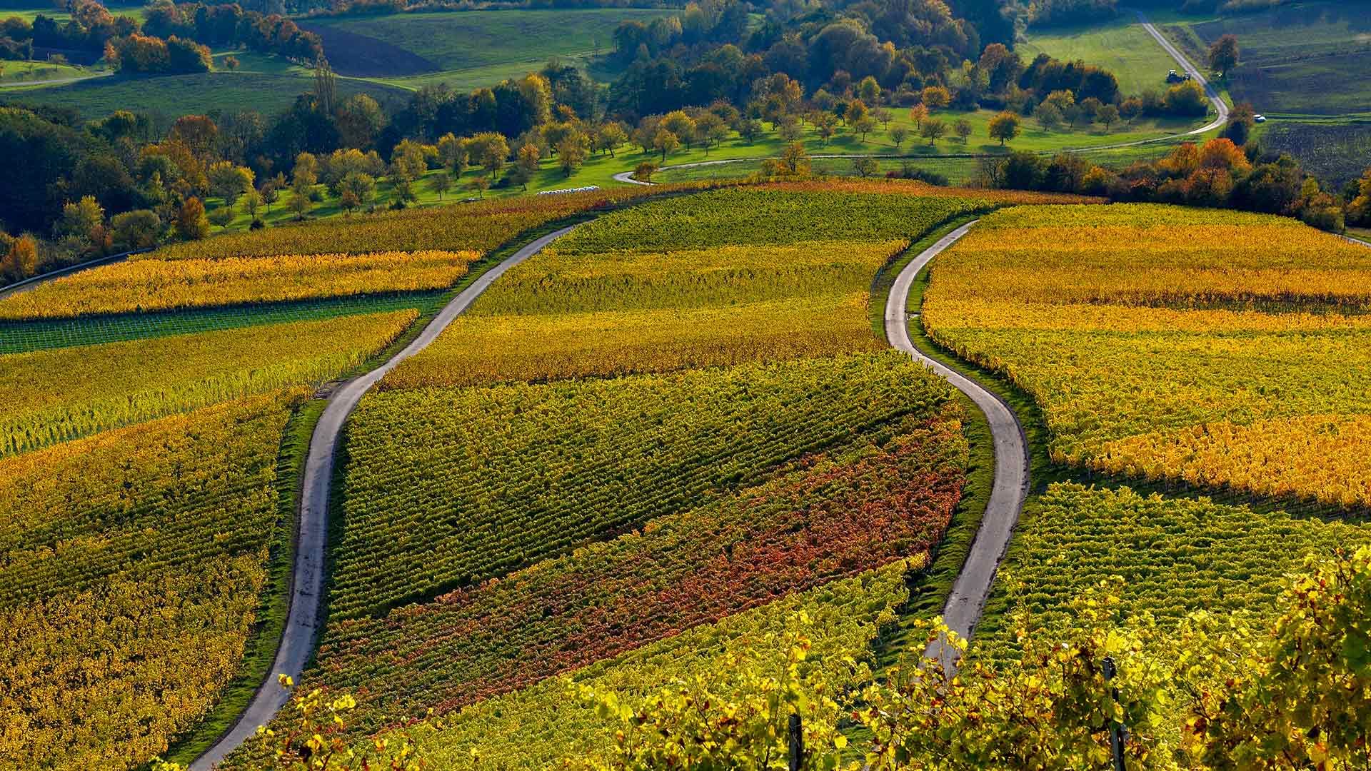 Weinberge auf dem Stollberg bei Handthal, Oberschwarzach, Unterfranken, Bayern
